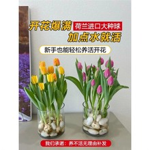 水培郁金香大种球花种植物盆栽水养遇水开花卉室内好养鲜花风信子