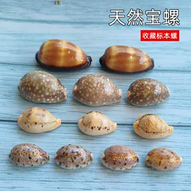 海螺/贝壳;工艺原料;沙石砾石