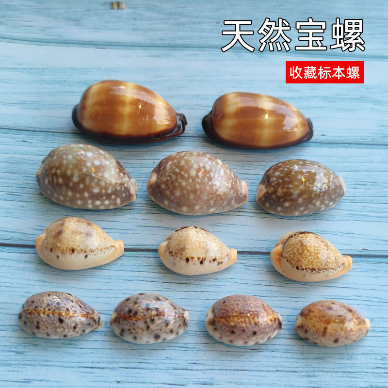 Home Decoration Natural Conch Shell Special Offer Boutique Aquarium Ornaments Collection White Star Treasure Snail Jade Girl Wine Barrel Treasure Snail