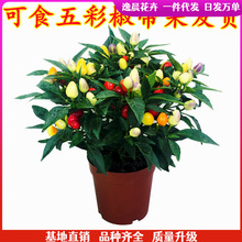 ߲ʽԘ玧ʳrɫʽ콷̨ܾGֲ