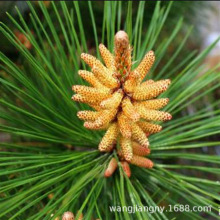 坚果树苗 美国巴西松子苗果松苗东北红松子树苗西藏白皮松子树苗