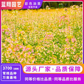 彩色油菜种子工程绿化景观园林花海花镜观赏油菜花种子