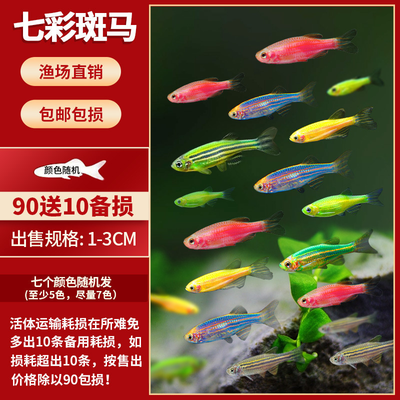 Lamko Fishは稚魚の飼育に適しており、生き残りやすい、淡水観賞魚、小さな孔雀、ゼブラフィッシュ、大型熱帯魚です。|undefined