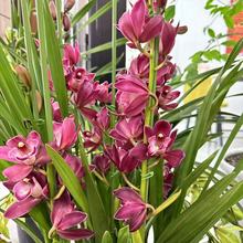 浓香型兰花大花蕙兰花卉绿植盆栽好养易活开花园艺室内