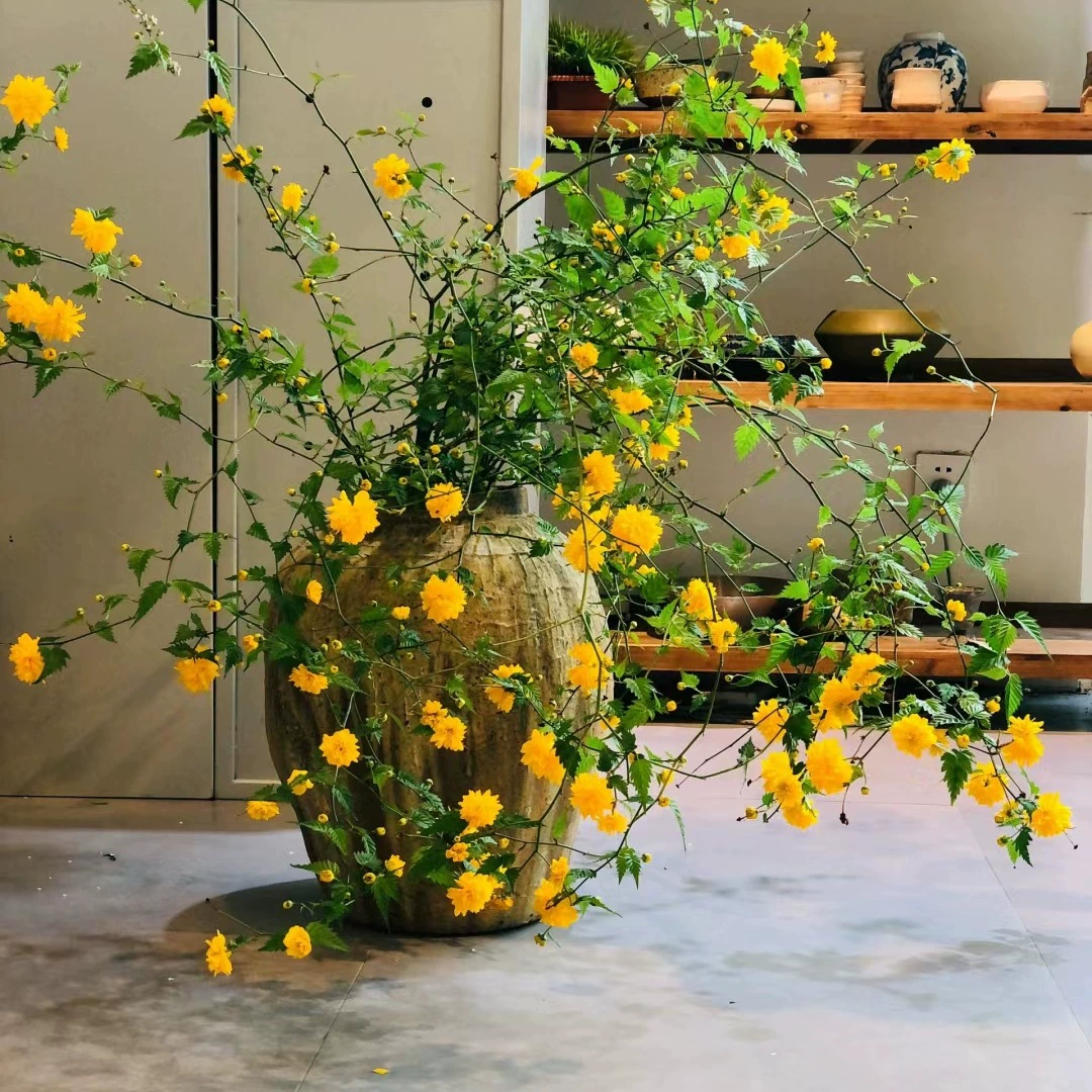 Двухцветные саженцы гардении в горшках, теневыносливые вьющиеся растения, вьющиеся цветы, зеленые растения, ароматные многоквашные морозостойкие четырехсезонные золотые цветы.