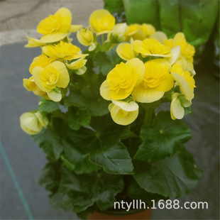 �����ذ꺣�Ļ������҃��̨�辰�󻨻��^��ֲ����B�׻��ļ��_��