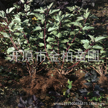 紫叶风箱果小苗绿篱灌木庭院彩叶苗木耐寒花灌木杯苗风箱果造型球