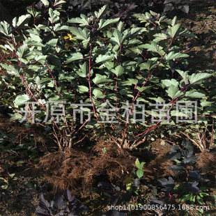 ���~�L���С��G�h��ľͥԺ���~��ľ�ͺ�����ľ�����L���������