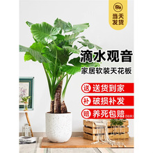 ��ˮ�^�����;Gֲ���԰�������~�Ϙ��҃ȿ͏d�k����ˮ��Gֲ�辰