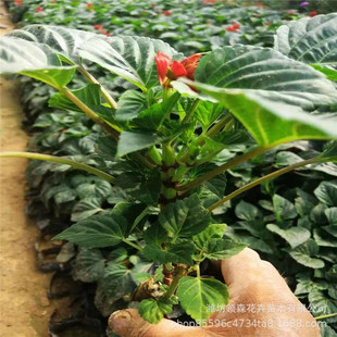 Qingzhou Seasonal Grass Flower Base Firecracker Red Bunch of Red Greening Project Cup Seedlings Square Group Potted Plant Bunch of Red