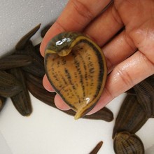 水蛭活的 宽体金线水蛭 蚂蝗 鲜活水蛭蚂蟥医用水蛭