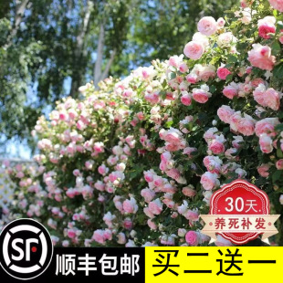 �����¼��ش��ļ��_���ٱ��Nޱ����ͥԺ���̨��������