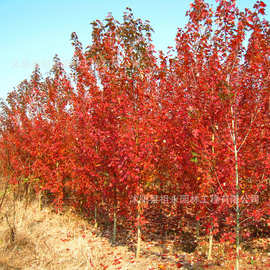 红枫树苗日本红枫红舞姬中国红枫庭院别墅道路绿化树盆栽美国红枫