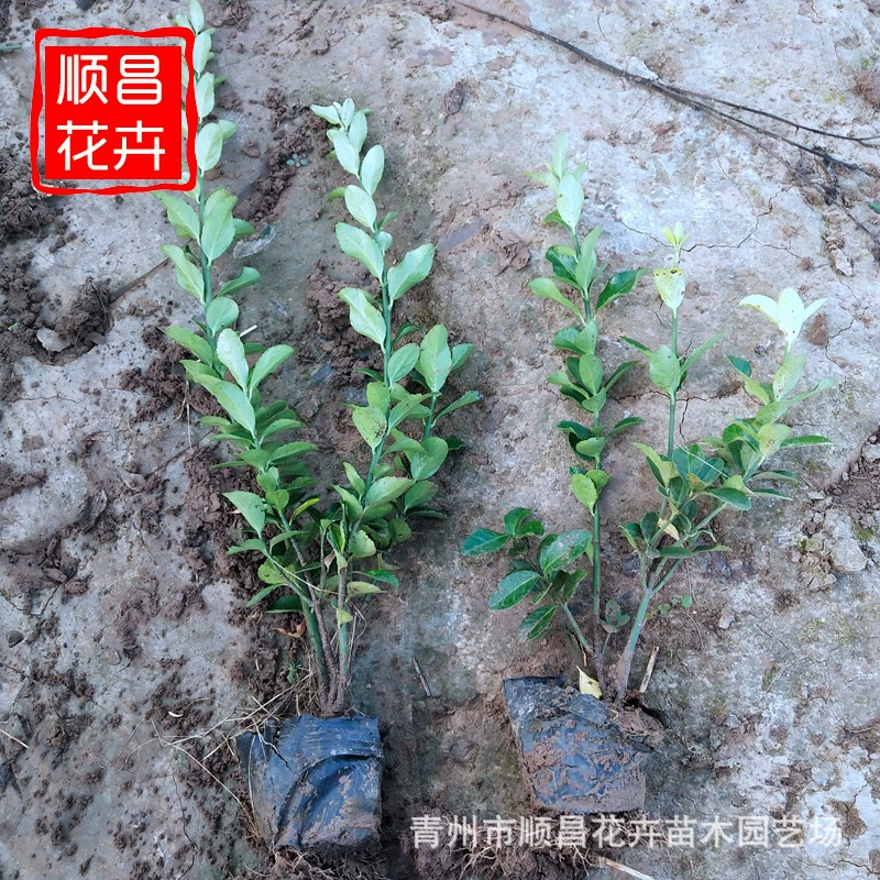 Euonymus japonicus чаша рассада озеленение рассады уличная живая изгородь растение Холли рассада четыре сезона вечнозеленый береск японский