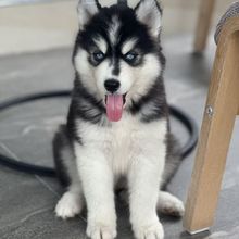 批发双血统哈士奇雪橇犬工作犬纯种哈士奇活体幼犬大型犬小狗活物