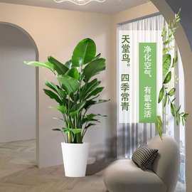 天堂鸟盆栽绿植室内大型客厅植物落地真树办公室鹤望兰大禄植花卉