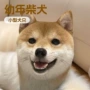 家庭活体幼犬定制玩赏犬