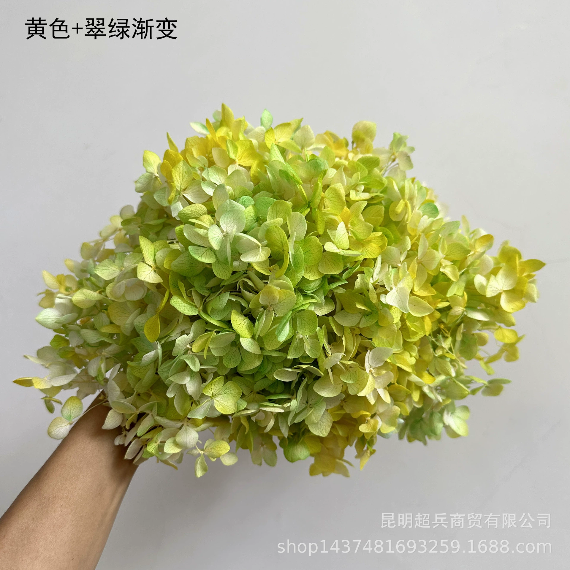 [Вечная Life Flower Hydrangea] Анна Градиентный цвет Лист Hydramid Книга цветов оптом DIY цветочная коробка материал для просмотра