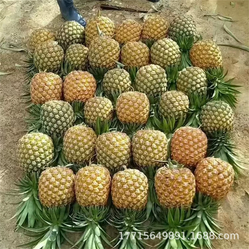 Красный Ананас Рассада Сладкий мед Ручная слеза Ананас Рассада Золото Бриллиант № 16 Арбуз Ананас Парфюм в горшке Итоги года