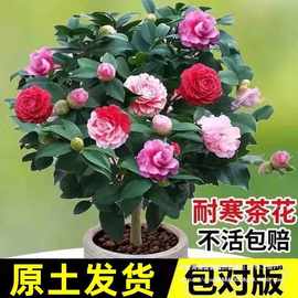 茶花盆栽花卉重瓣浓香型五色赤丹树苗多色茶花树四季茶花当年开花