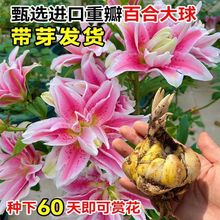 【带芽发货】香水百合种球重瓣百合盆栽阳台四季百合花多花苞浓香