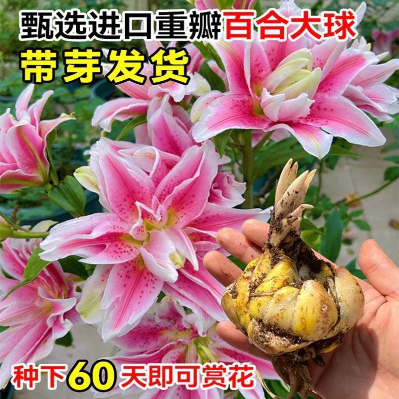 【带芽发货】香水百合种球重瓣百合盆栽阳台四季百合花多花苞浓香