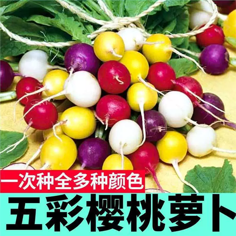 Семена красочной вишневой редиски собирают в нескольких партиях, семена красной, желтой, зеленой, фиолетовой и белой фруктовой редиски посажены в балконные горшки в любое время года.