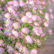 美丽月见草花种子四季播种开花不断易活花籽花卉庭院室外耐寒种孑