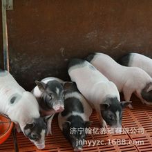 现货供应巴马香猪苗 成年香猪崽活体 小猪苗养殖批发价格