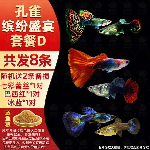 Peacock Colorful Feast Set D with free fish food