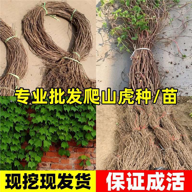 Vine Climbing Plants, Evergreen Ivy for All Seasons, Outdoor Garden, Three to Five-Leaf Slope Protection Seeds, Climbing Wall Tiger Seedlings Vine Climbing Plants, Evergreen Ivy for All Seasons, Outdoor Garden, Three to Five-Leaf Slope Protection Seeds, Climbing Wall Tiger Seedlings