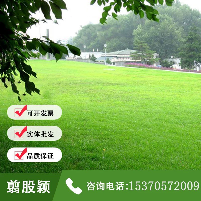 Ползучающий бентграсс Поле для гольфа Футбольное поле Газон Слабые укороченные семена газона Карликовые семена газона