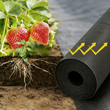 wsh��ɫ���ݲ���͸��Bˮ���m����߲ˈ@����ݮ�Nֲ�^�����r����