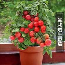 ԷѷNӲݮ߲Сt}Ůļﶬ̨