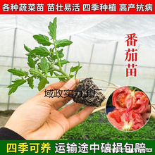水果西红柿苗辣椒苗蔬菜苗苗盆栽于紫圣女果苗适用茄子番茄苗秧苗