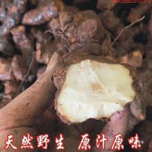 鲜云南红土茯苓250克新鲜白肉土茯苓汤料食新店冲量真货好货好货