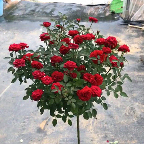 어린 소녀의 큰 꽃이 그룹으로 피어납니다.