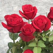 һ�����lõ�廨���Ϙ��ļ��_�����¼��������Ի����̨�҃����^