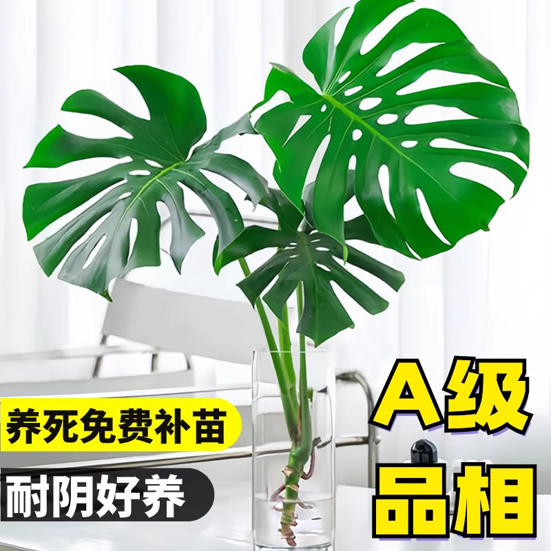 Monstera hidropónica sala de estar, grandes plantas en macetas, buenas plantas verdes en interiores, hojas grandes, hojas perennes, plantas tolerantes a la sombra, purifican el aire