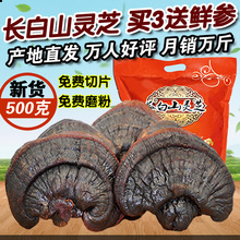 �`֥500gһ���b�L��ɽ���`֥Ұ���`֥Ƭ����֥�����Ƭ���