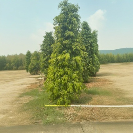 基地直销 柳叶榕自然高3.5～4米