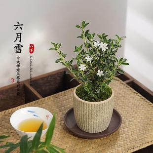 June Snow Potted Indoor Florals Are Easy to Maintain in All Seasons and Purify the Air. Living Room Desktop Ornaments Bonsai Bloom and Absorb Formaldehyde