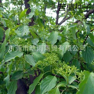 ɢ�b�²ɿ�̴�ӷN�� ���Q�� �_���� ���|ֲ������ľ�N�����l