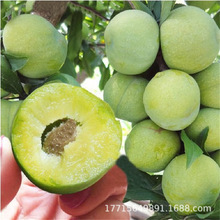 �������ձ��Ｇ���� ������޽��������Ә����ϱ����Nֲ����Y��