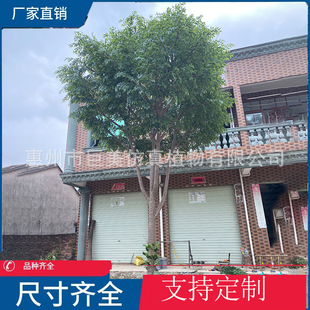 ����䓷����Ř� ���ͼ٘��҃��bƵ��̈� �����쾰�Gֲ�����Ř�