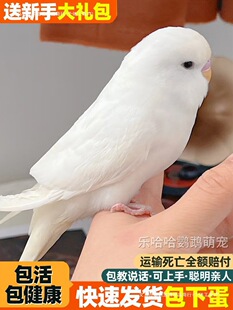 ���B��Ƥ�W�^���B���fԒ�����B��ĸһ�����wС�B���B�^�p�B����P