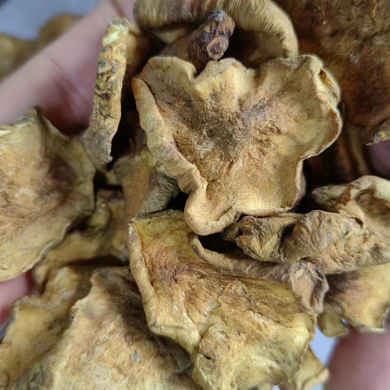Jerusalem Artichoke Slices (Helianthus tuberosus) — Dried Food Herb, 500g quality and texture