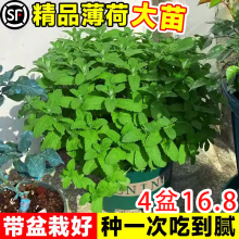 �������Կ�ʳ��ˮ�����ʱ����~���B�Ե��������ֲ���҃����r���l