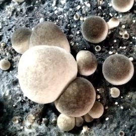 菌菇种苗;羊肚菌;其他蔬菜