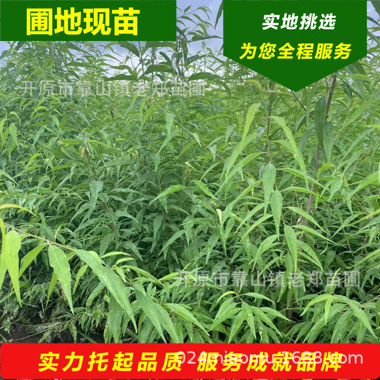 树苗批发京桃树小苗碧桃1-15公分树形美观丛生乔木园林景观行道树